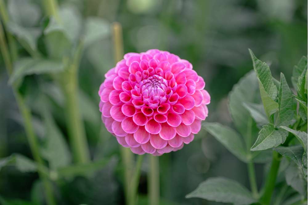 Dahlia 'Jowey Frambo'